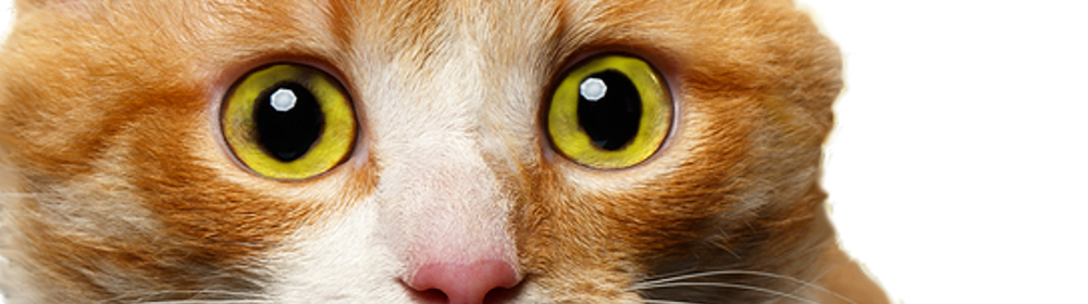 Cat Mind Control